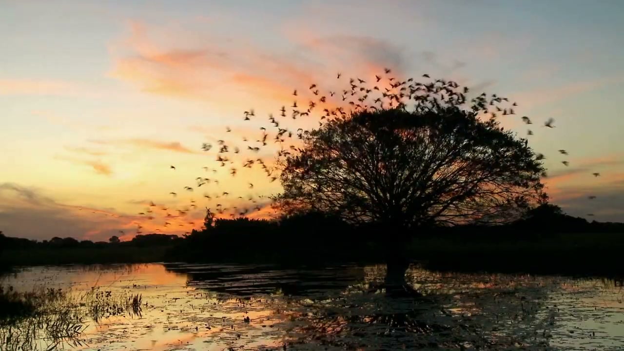 Tough Rides Brazil trailer frame